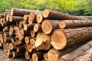 Legislation drafted to introduce digital timber tracking system in Belarus